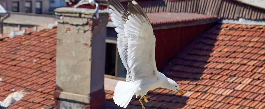 Residential Chimney Animal Removal Solution in Chino, CA