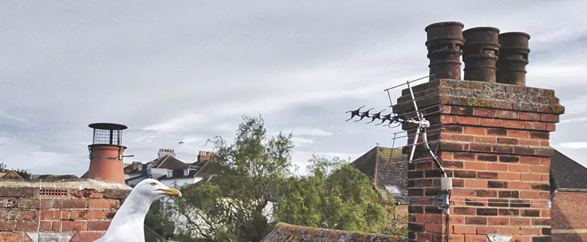 Chimney Cleaning And Restoration in Chino, California